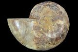 Sliced, Agatized Ammonite Fossil (Half) - Jurassic #100539-1